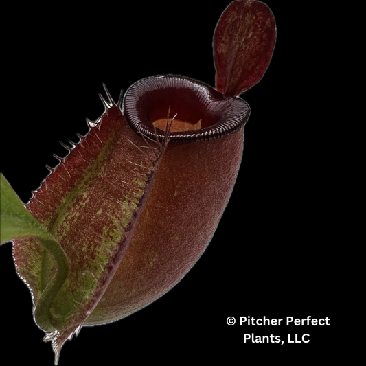 Nepenthes ampullaria ‘Brunei red’ – best selected clone: BE-3681 - Pitcher Perfect Plants