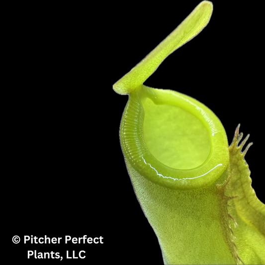 Nepenthes ampullaria x reinwardtiana BE-3938 - Pitcher Perfect Plants