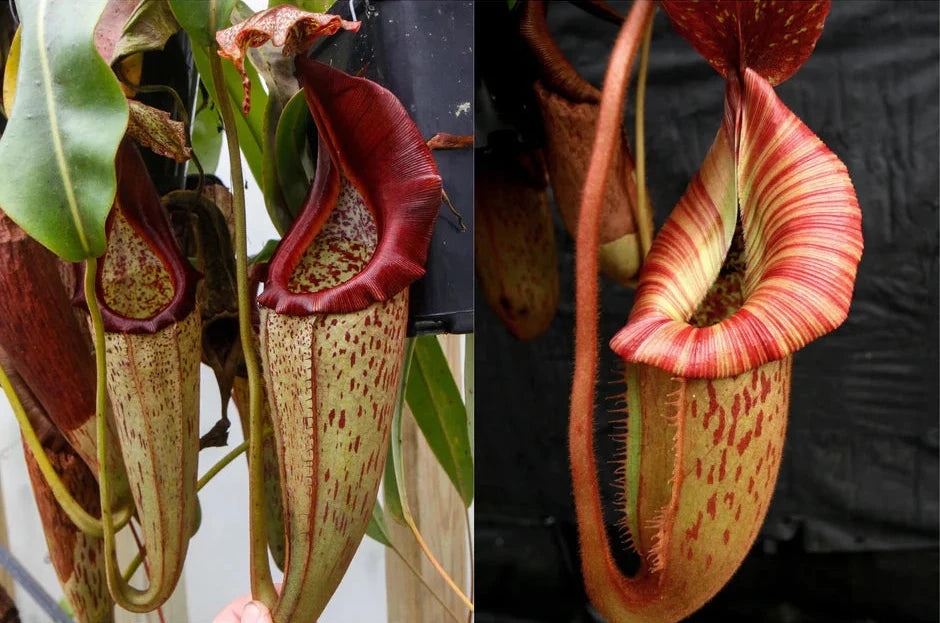 Nepenthes eymae x [(Rokko x boschiana) × veitchii "Orange Fade"] - Pitcher Perfect Plants
