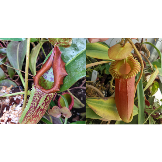 Nepenthes maxima Geoff Wong x Harryana - Pitcher Perfect Plants