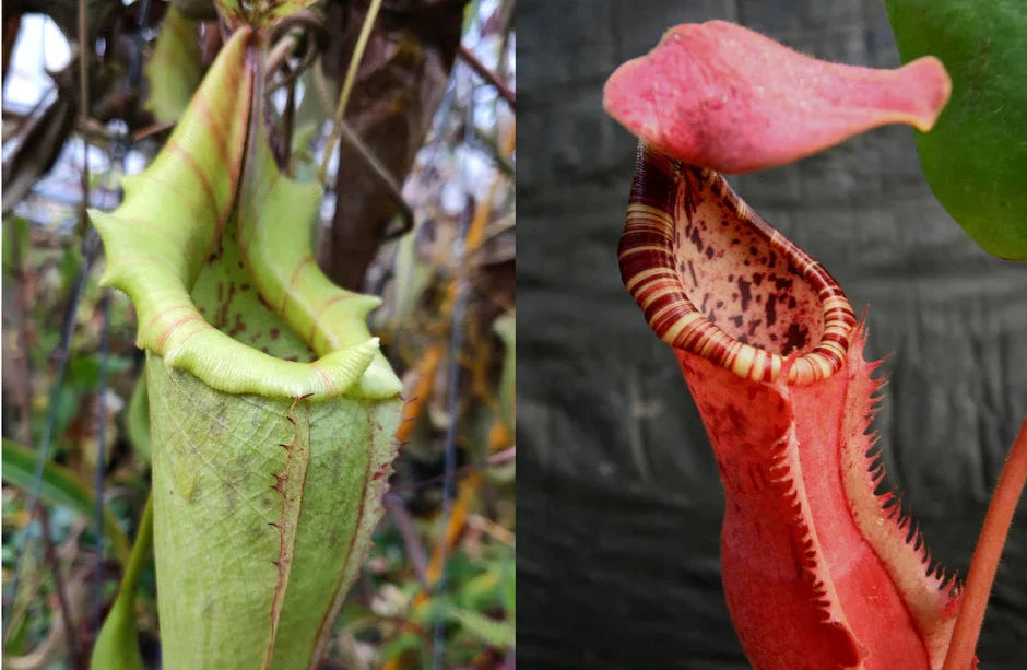 Nepenthes maxima X x (Song of Melancholy x clipeata) - Pitcher Perfect Plants
