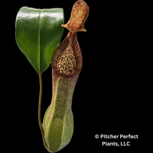 Nepenthes petiolata x alata BE-4580 - Pitcher Perfect Plants