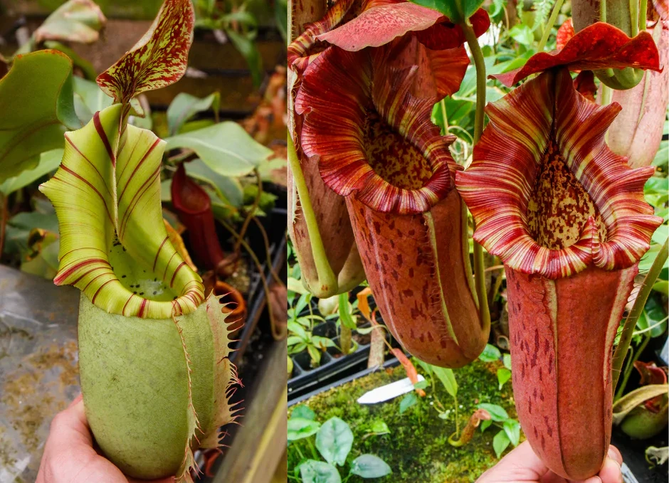 Nepenthes veitchii JB x {Song of Melancholy x [(lowii x veitchii) x boschiana]} - clone 1 - Pitcher Perfect Plants