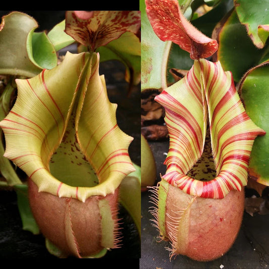 Nepenthes veitchii (M grex #2 x 'Candy Dreams') - Pitcher Perfect Plants