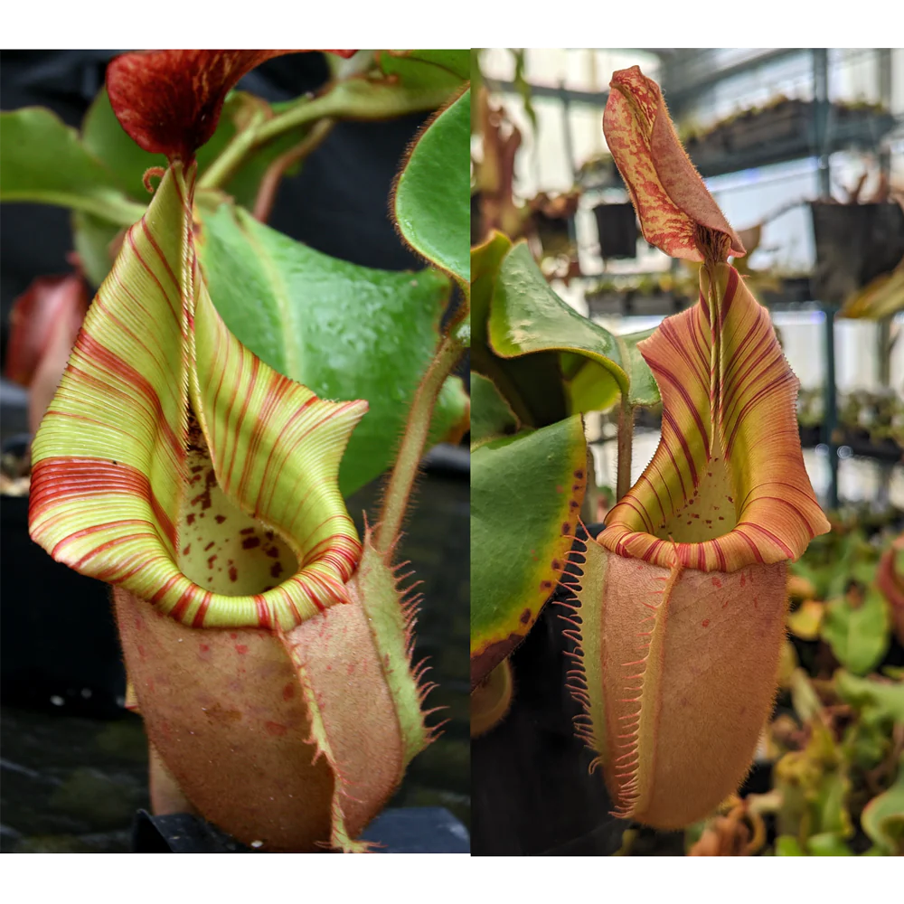 Nepenthes veitchii [(Murud Striped x Candy) #3 x (Akazukin x Bareo) #1] - Pitcher Perfect Plants
