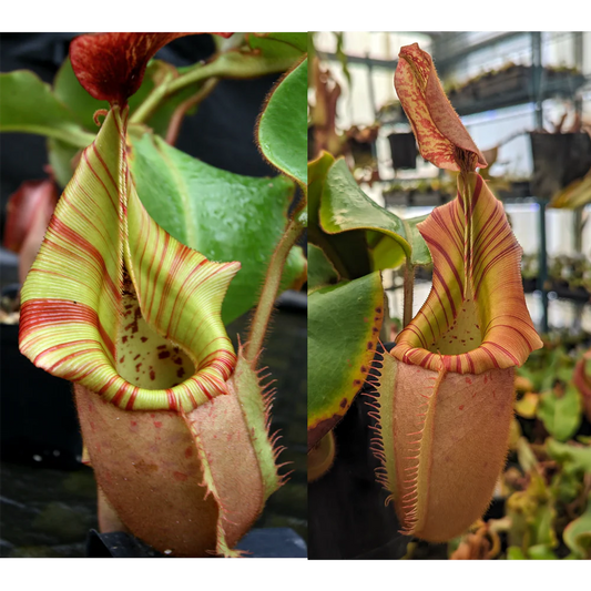 Nepenthes veitchii [(Murud Striped x Candy) #3 x (Akazukin x Bareo) #1] - Pitcher Perfect Plants