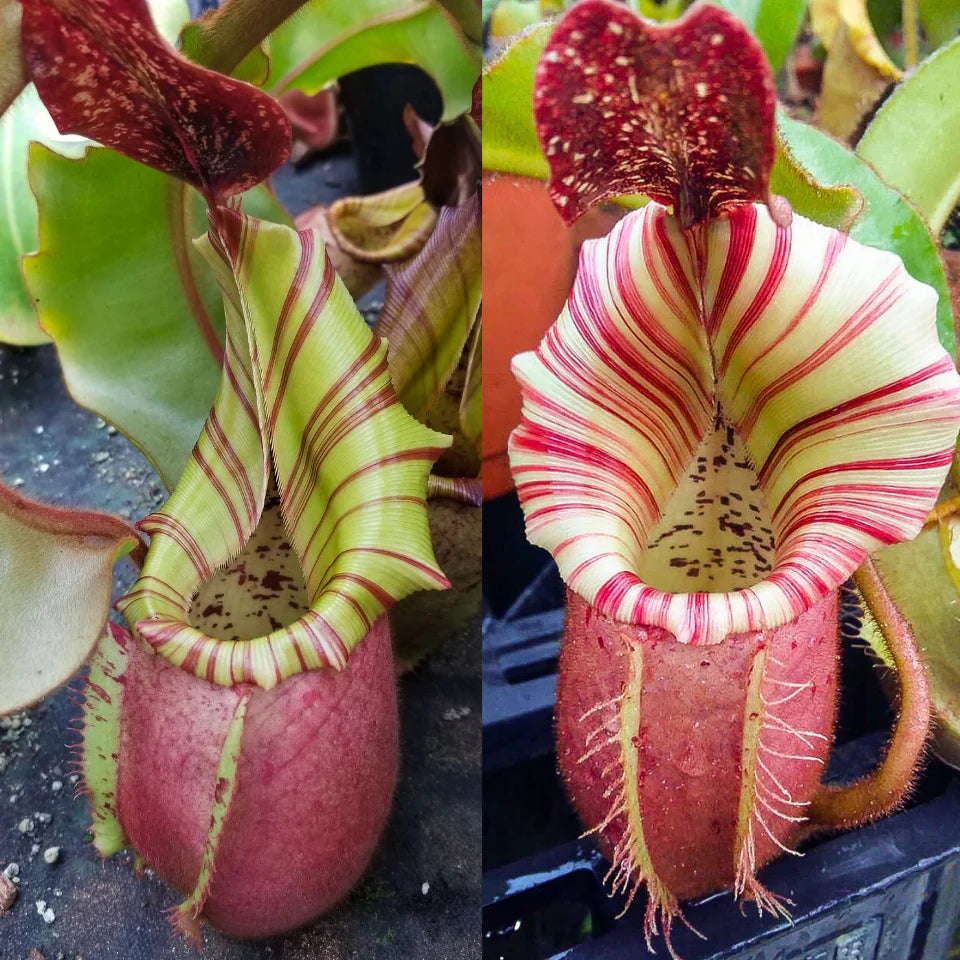 Nepenthes veitchii (('Murud' x 'Candy') Best Clone x 'Candy Dreams') - Pitcher Perfect Plants
