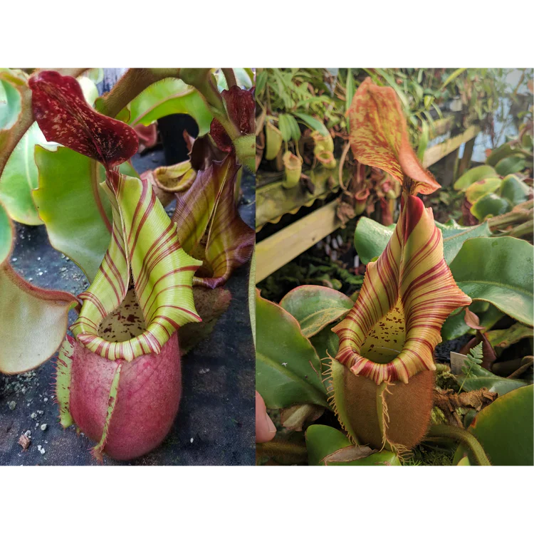 Nepenthes veitchii [(Murud x Candy) - Best Clone x (Akazukin x Bareo)], CAR-0441 - Pitcher Perfect Plants