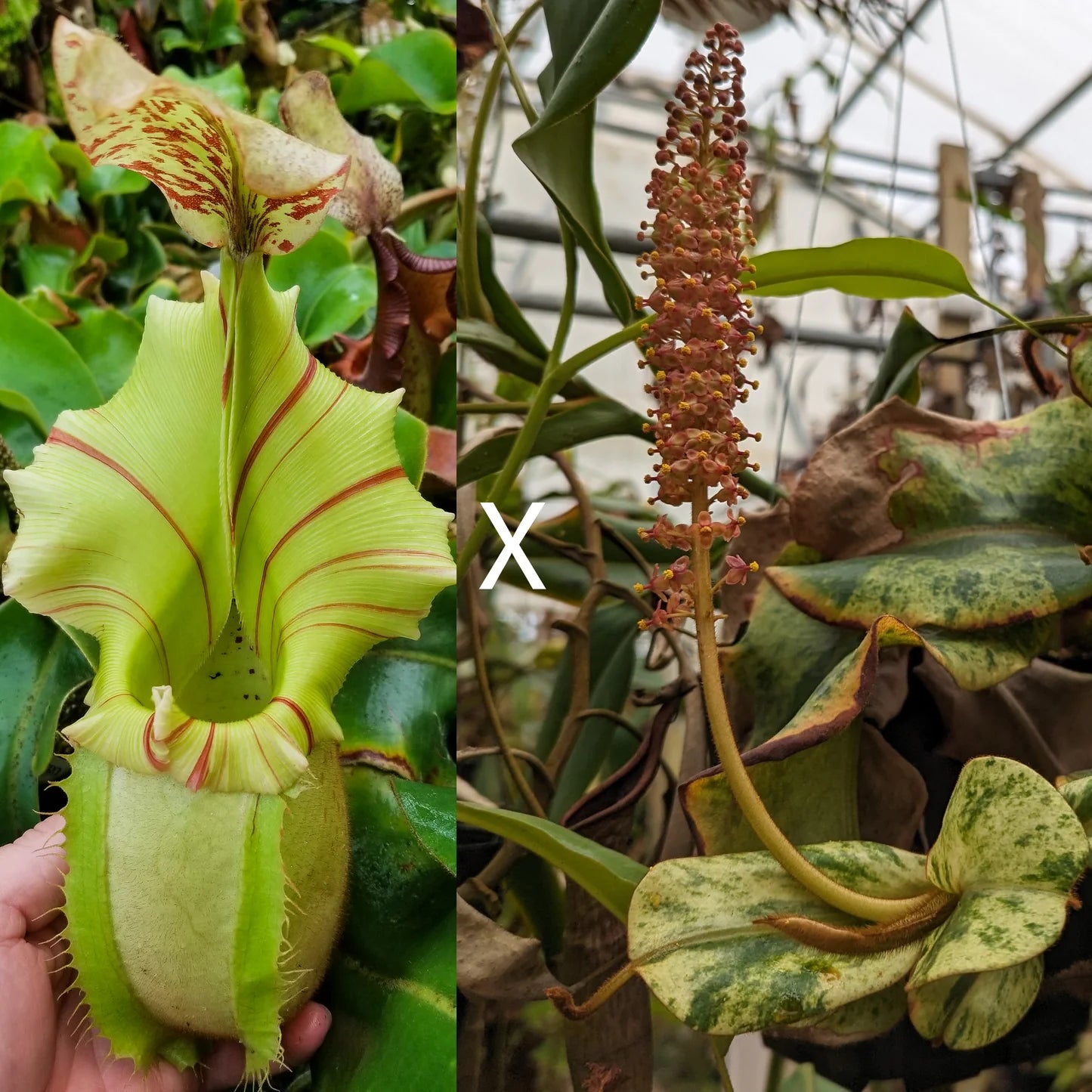 Nepenthes veitchii [Thai Bareo Giant x variegated (k)] - Pitcher Perfect Plants