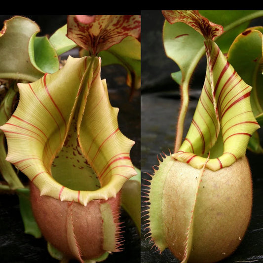 Nepenthes veitchii ((m) grex #2 x BE-3734), CAR-0889 - Pitcher Perfect Plants