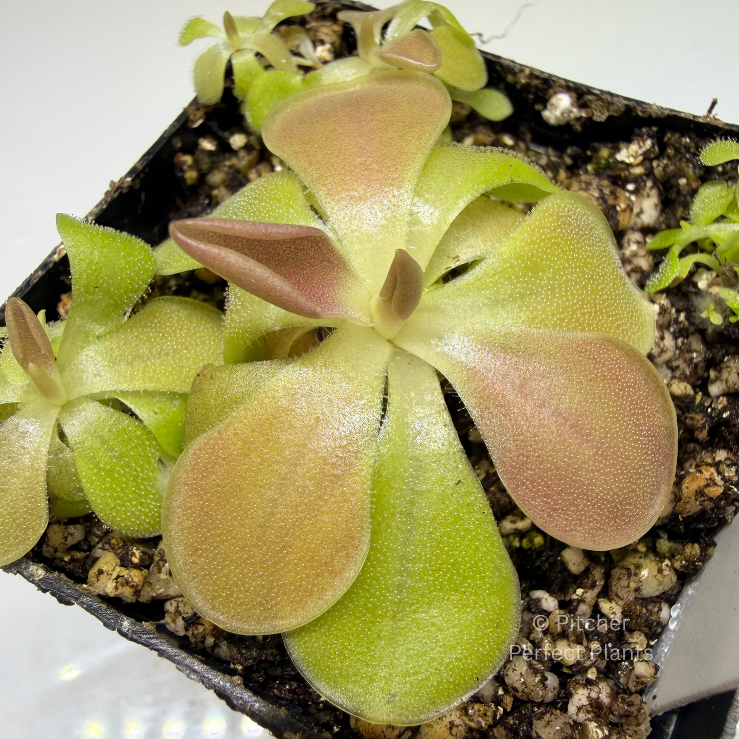 Pinguicula ‘Kewensis’