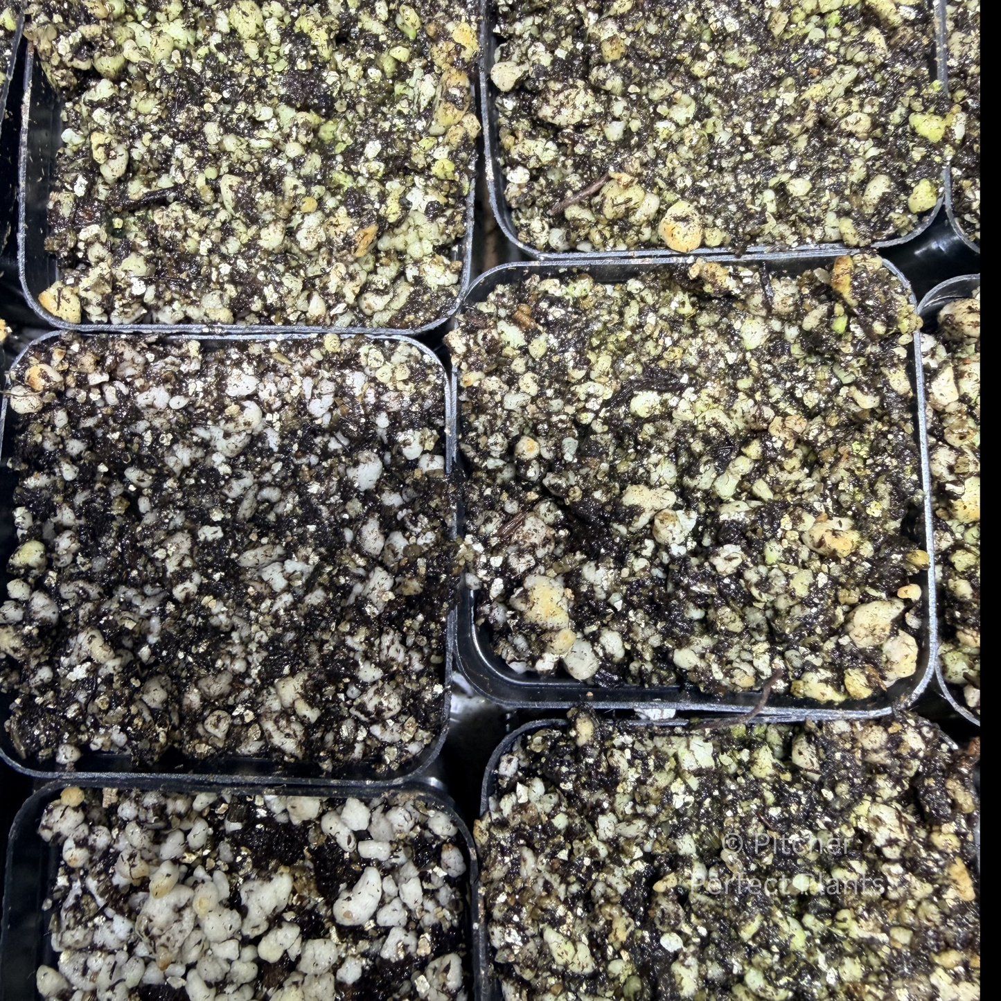 Pinguicula (Butterwort) Potting Kit
