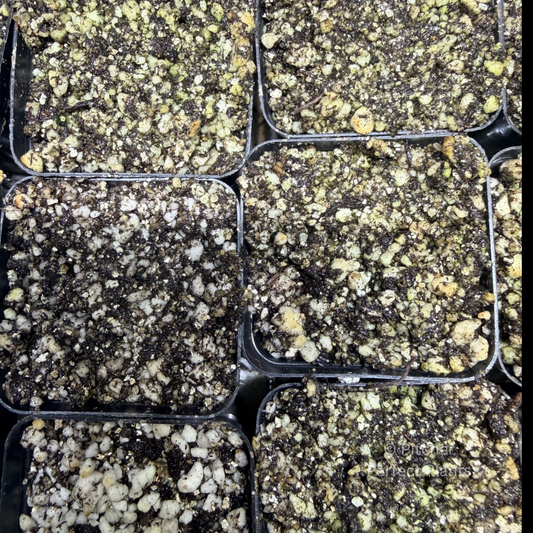 Pinguicula (Butterwort) Potting Kit - Pitcher Perfect Plants