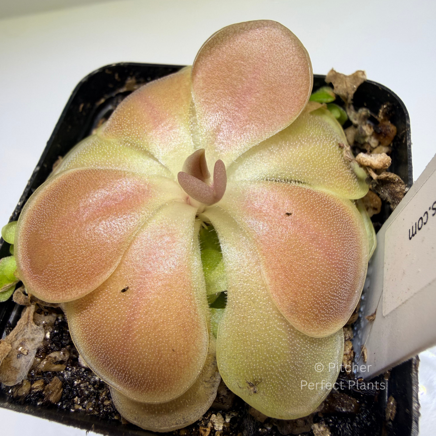 Pinguicula ‘Sethos’