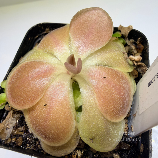 Pinguicula ‘Sethos’