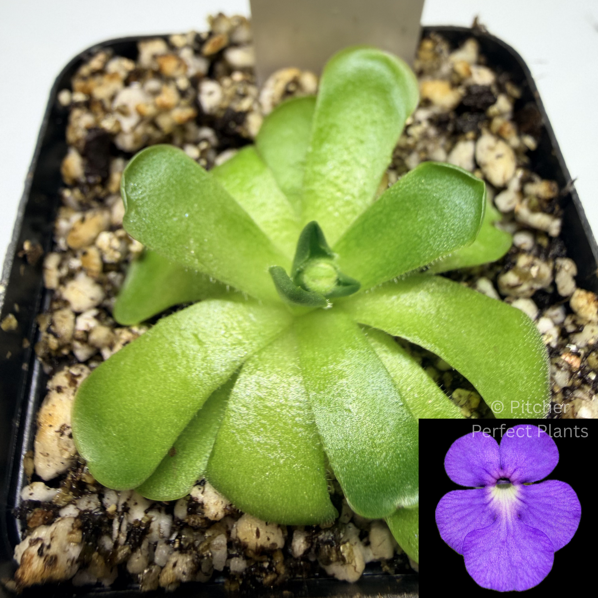Pinguicula cyclosecta - Pitcher Perfect Plants