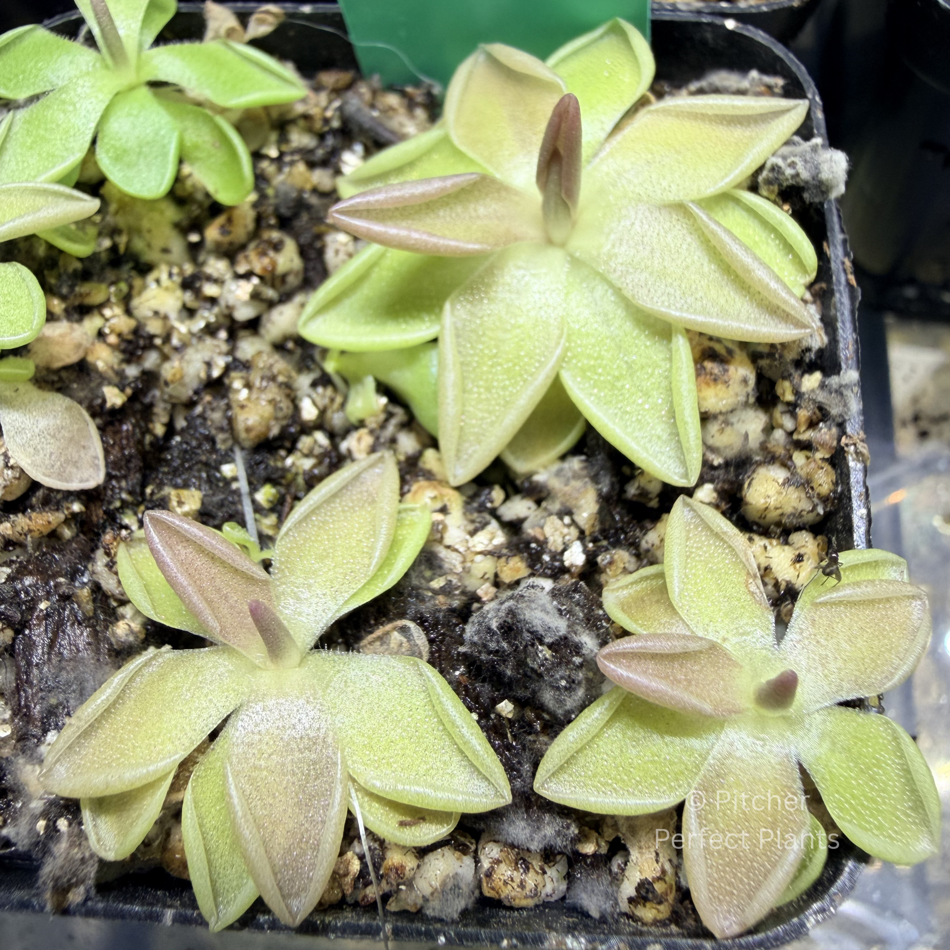 Pinguicula "Estrellita" - Pitcher Perfect Plants