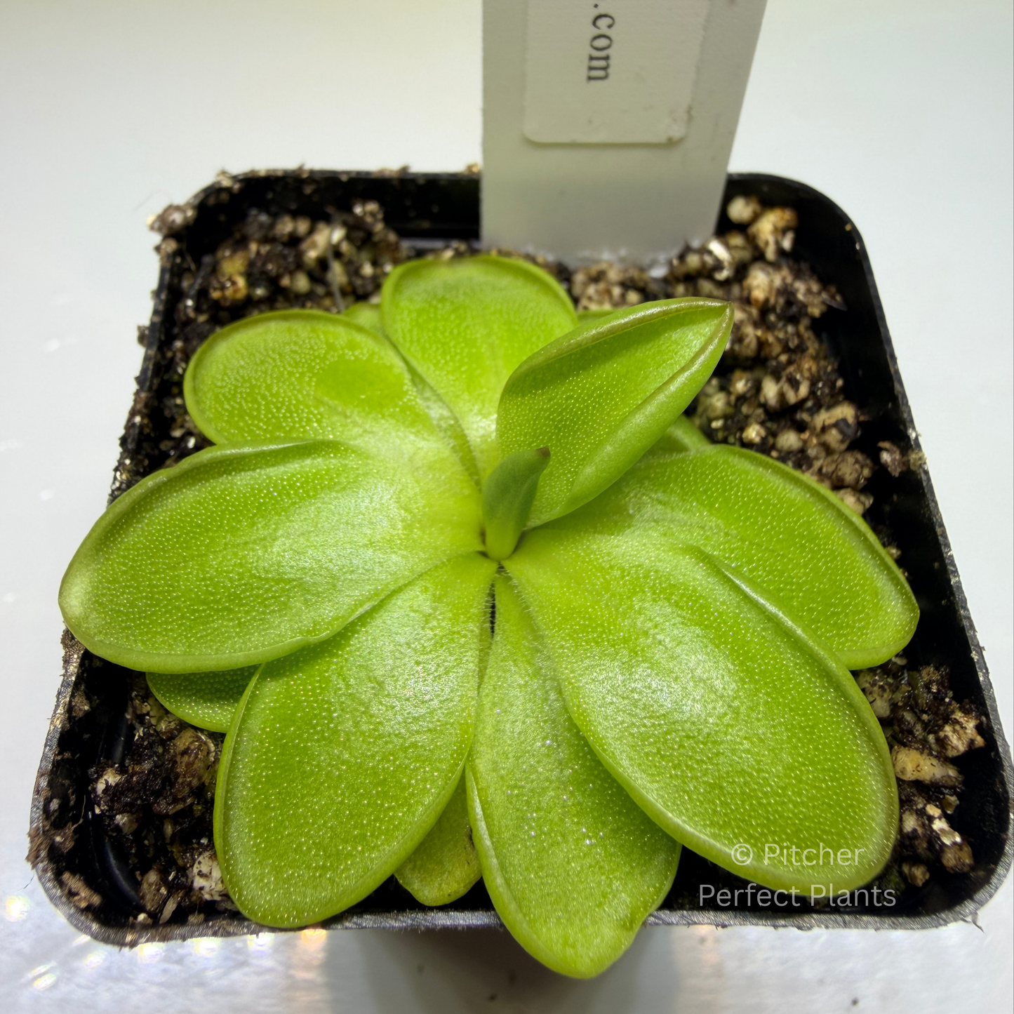 Pinguicula zecheri