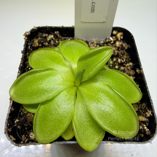 Pinguicula zecheri