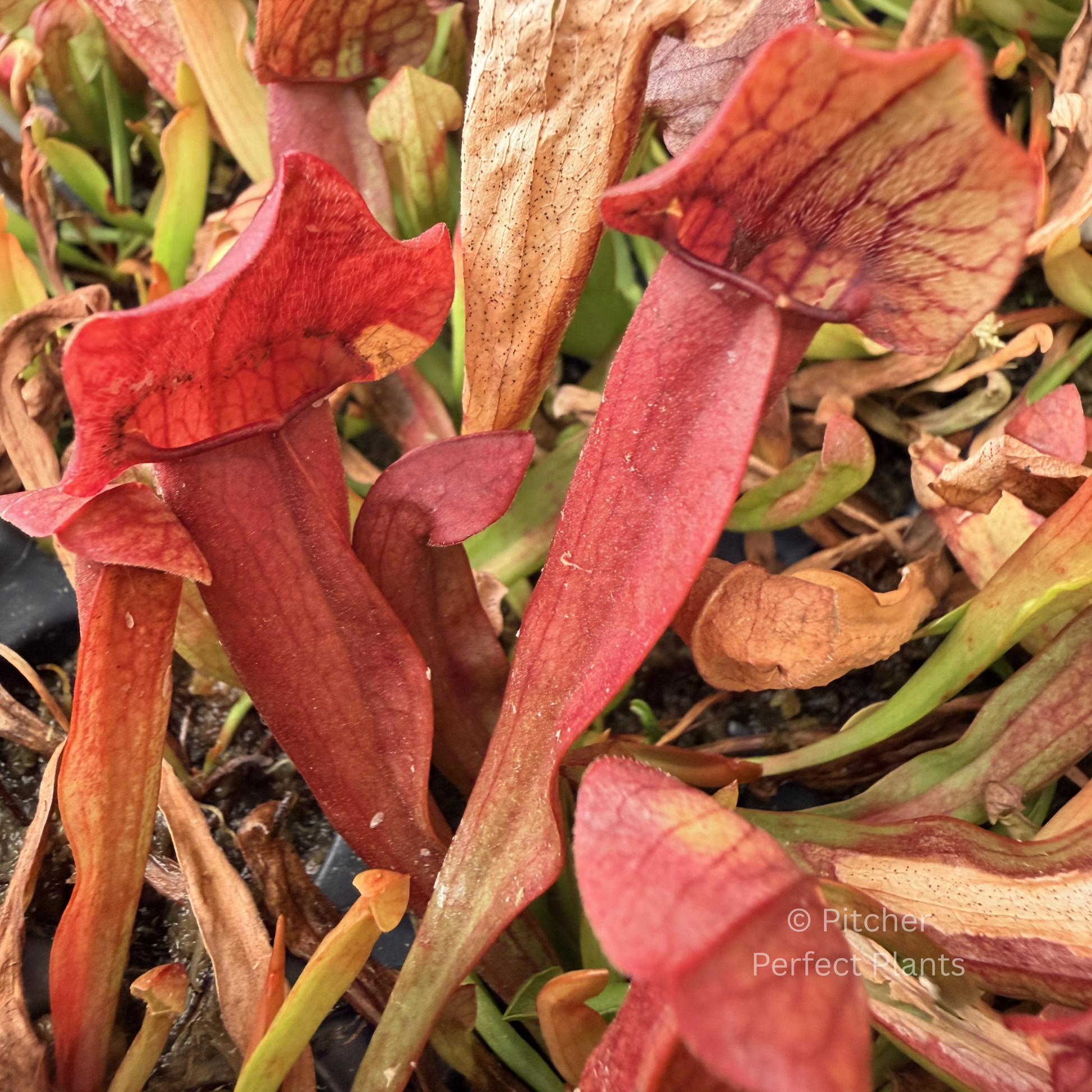 Sarracenia 'Maroon' - Pitcher Perfect Plants