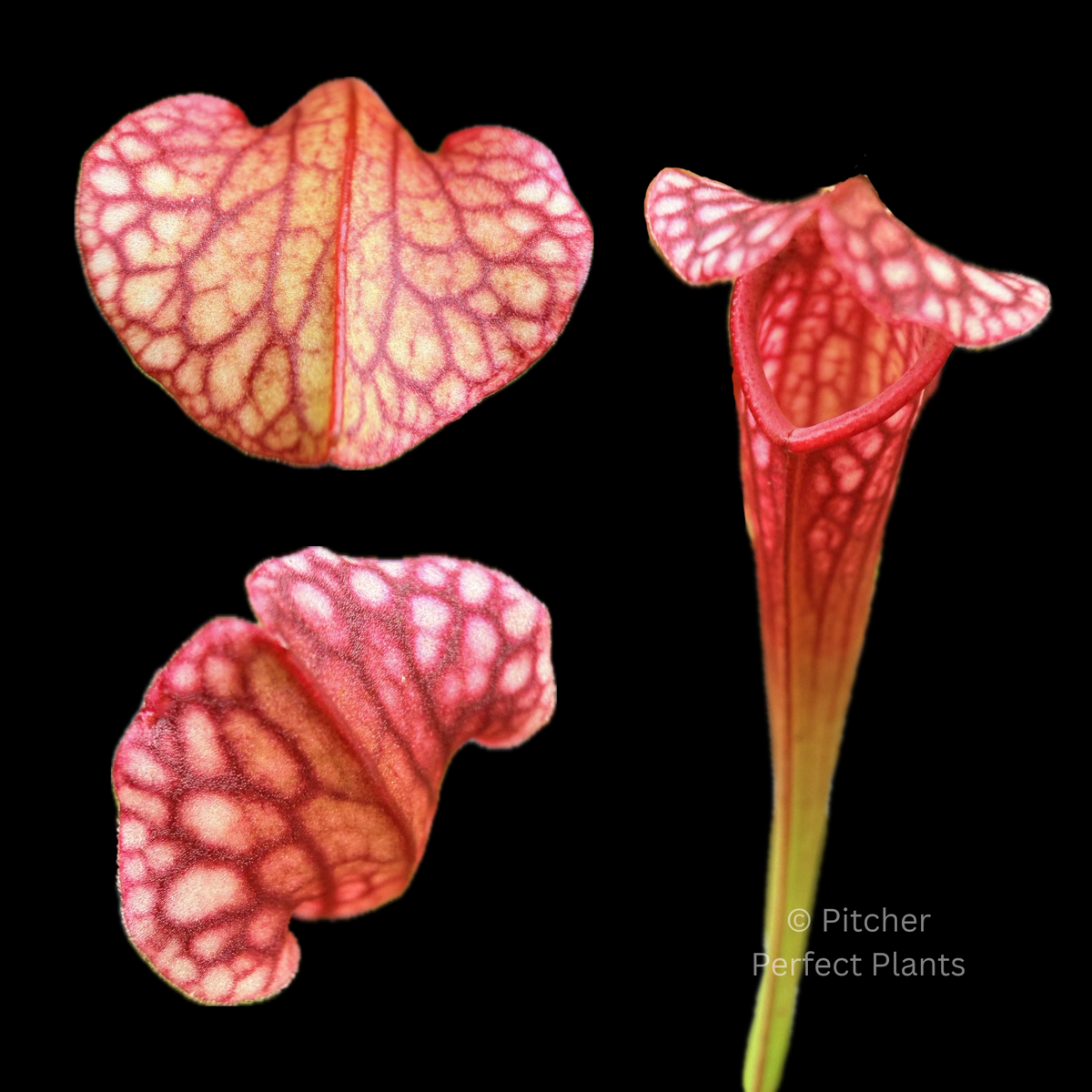 Sarracenia Mississippi - Pitcher Perfect Plants
