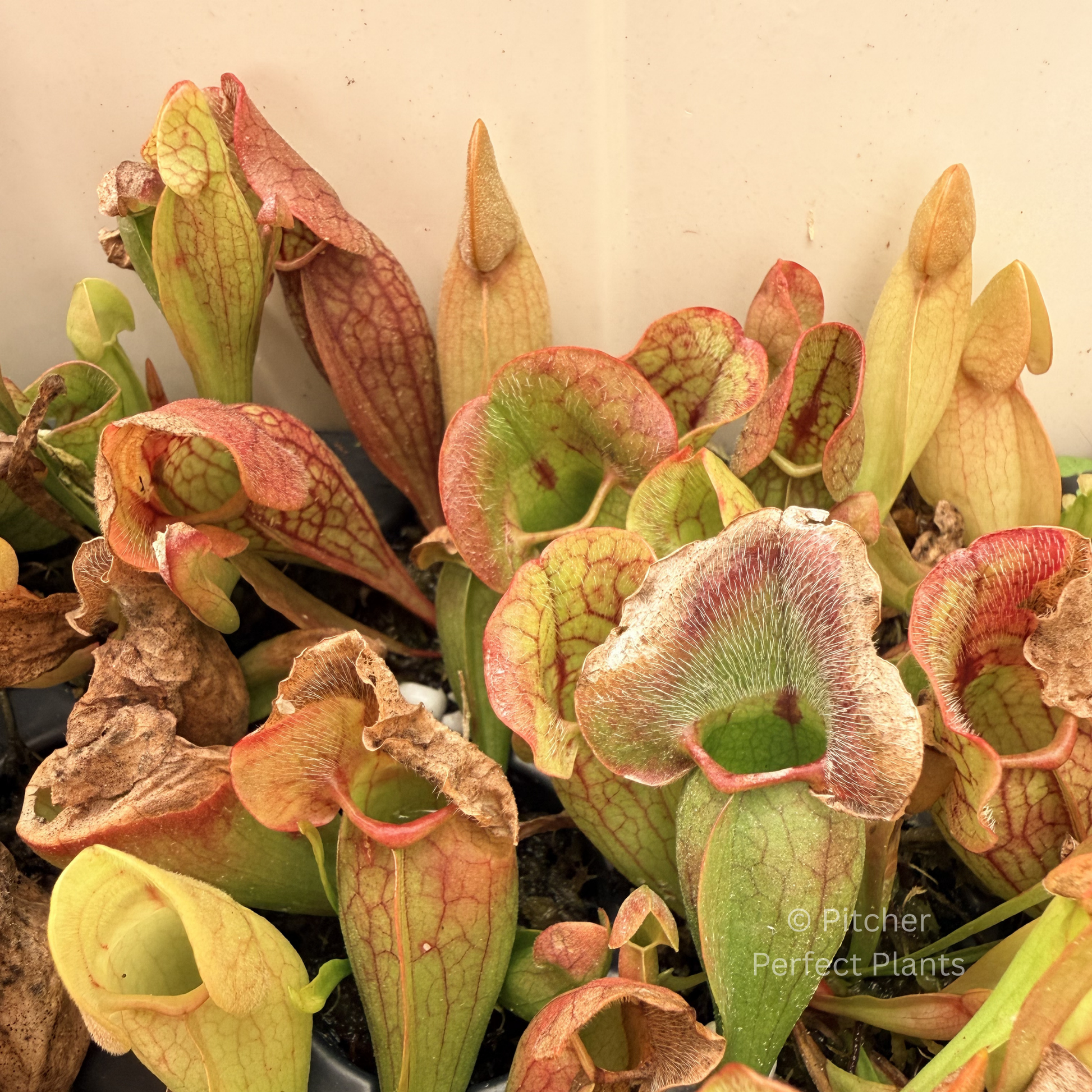 Sarracenia purpurea - Pitcher Perfect Plants