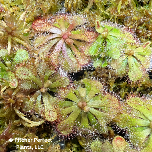Drosera natalensis, Seed-grown - Pitcher Perfect Plants