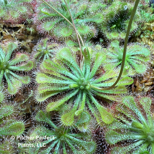 Spoon-Leaf Sundew (Drosera spatulata), Seed-grown - Pitcher Perfect Plants