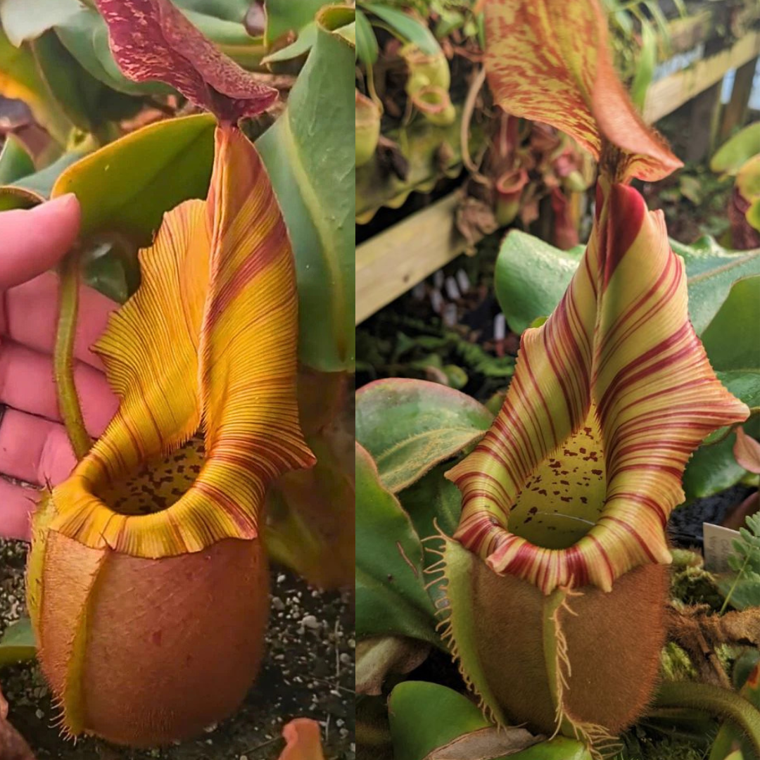 Nepenthes veitchii ['Geoff Wong' x (Akazukin x Bareo)] - Pitcher Perfect Plants