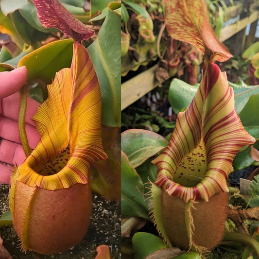 Nepenthes veitchii ['Geoff Wong' x (Akazukin x Bareo)] - Pitcher Perfect Plants