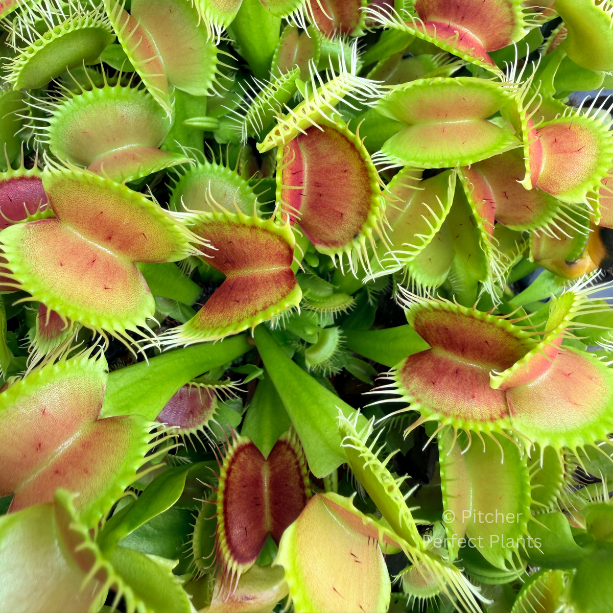 Dionaea muscipula 'B52' - Pitcher Perfect Plants